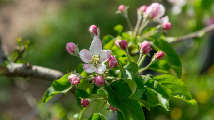 Immagine per Die Blühte der Apfelbäume